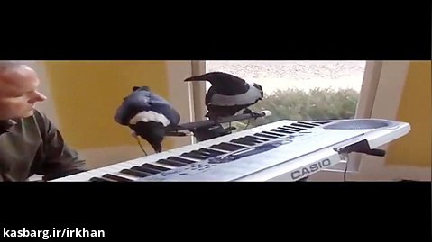 وقتی کلاغ پیانو میزند