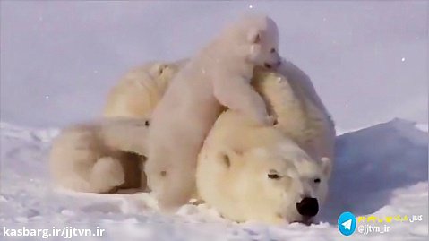 آرامش و زیبایی در طبیعت-خرس قطبی