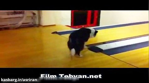 حرکات عجیب سگ در بولینگ