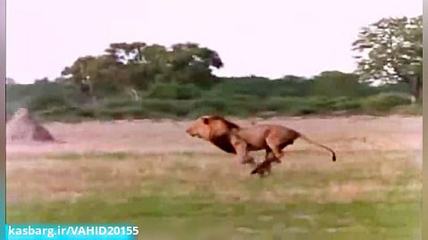 جنگ و نبرد فوق العاده دیدنی بین شیرها و کفتارها!