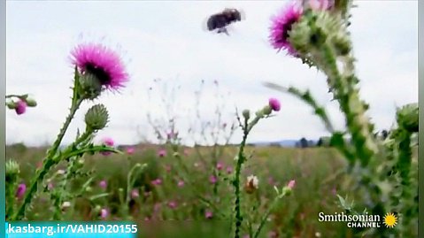 صحنه اسلوموشن فیلمبرداری از زنبور و گل در طبیعت زیبا