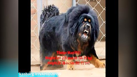 10 نژاد از بزرگ ترین و ترسناک ترین سگ های دنیا/جالب