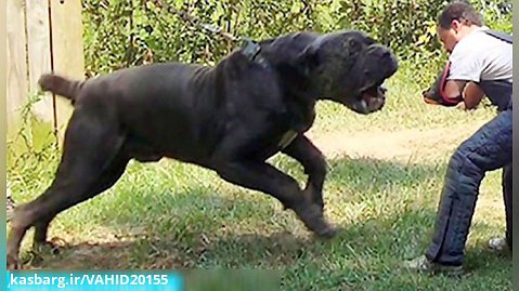 غولپیکرترین قوی ترین و  بزرگ ترین سگ های دنیا!