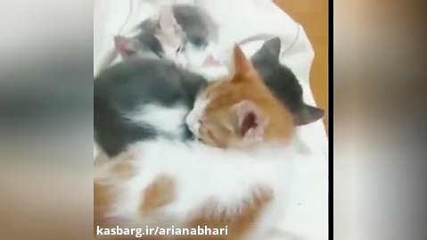 Funny cats video. كليپ گلچين و خنده دار گربه ها!
