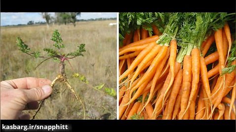 میوه ها و سبزیجات، قبل و بعد از اصلاح نژاد