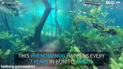 هر 7 سال یکبار می توانید در این جنگل برزیلی غواصی کنید