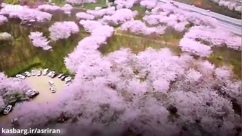 چشم انداز خیره کننده شکوفه ها در جنوب غربی چین