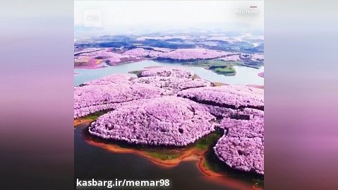 شکوفه های گیلاس خیره کننده و بهاری در چین