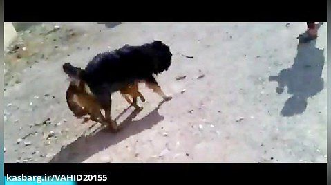 قوی ترین و  بزرگ ترین سگ های ایرانی