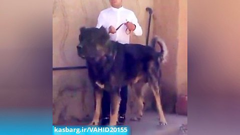 قوی ترین و بزرگ ترین سگ ایرانی