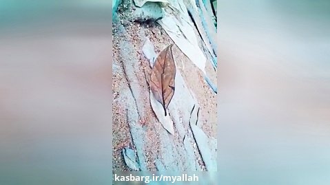 اثبات وجود خدا با دیدن پروانه عجیب به نام خشکیده برگ