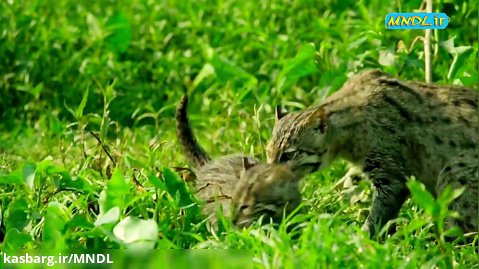 مستند دنیای گربه سانان با دوبله فارسی - قسمت 2