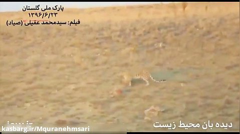 لحظه حمله پلنگ ایرانی به میش های وحشی