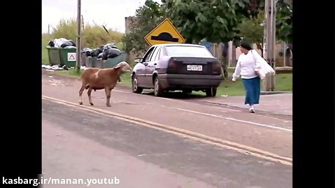 Angry Billy Goat Terrorizes Town