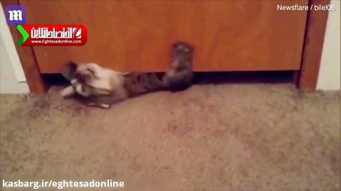 حرکت غیرقابل باور یک گربه!