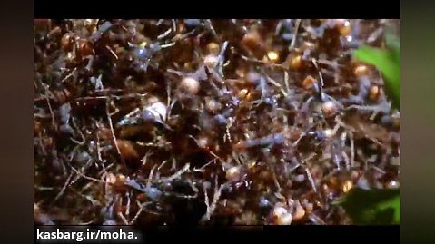 ارتش مورچه ها