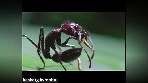 قارچ های کشنده مورچه ها