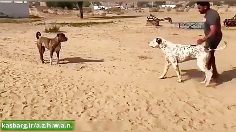 جنگ  و نبرد دیدنی بین سگ های وحشی