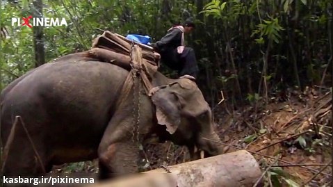 سکانس مستند سیاره انسان ها ، استفاده بومیان برای جابجایی درخت توسط فیل