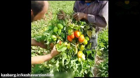 بذر گوجه مارکنی ارزان و پربار