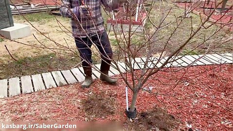 باغبانی با صابر : هرس زمستانى زردآلو