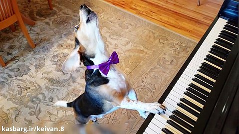 پیانو زدن و آواز یک سگ!