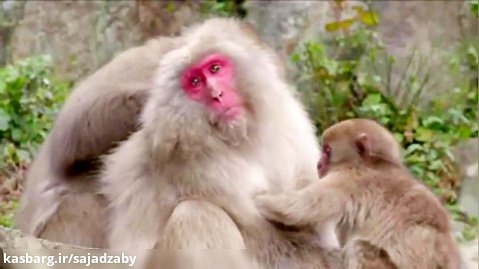 میمون های برفی (مستند حیات وحش)