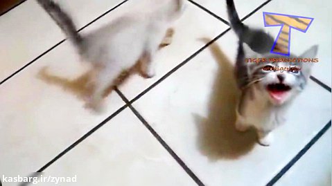 یـ ویدیو پر از بچه گربه های کیوت ک نمیشه از دستش داد♥️فالو = فالو