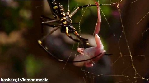 شکار قورباغه توسط عنکبوت