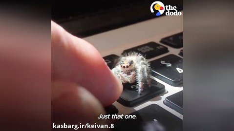 تاحالا از این عنکبوت ها دیدین؟؟؟؟