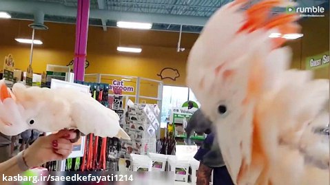 ملاقات خنده دار و بامزه ی دو پرنده در فروشگاه _ ببینید