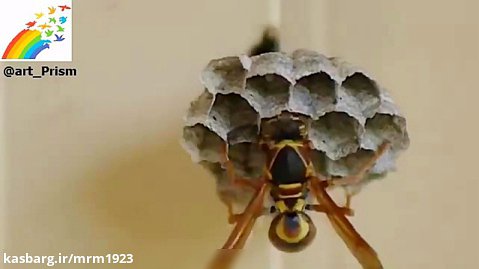زنبور‌های کاغذی برای لانه سازی، فیبر‌های چوبی گیاهی را می‌جوند و کاغذ می‌سازند.