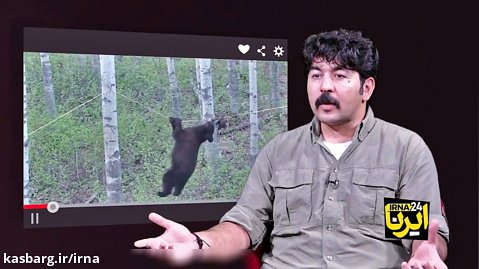 همه چیزهایی که باید درباره خرس بدانیم