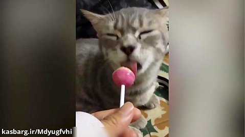 کلیپ خنده دار / گربه ها چطور غذا می خورند ؟
