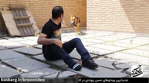 Hasan Reyvandi  Tida Dog | حسن ریوندی - تست باهوش ترین سگ ایران تیدا