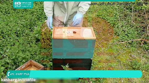 روش تشخیص بیماری در زنبور عسل