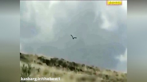کلیپ واقعی تلاش عقاب برای شکار کانگرو در حیات وحش