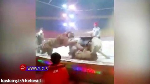 حمله وحشتناک دو ببر به اسب در حال اجرای نمایش در سیرک