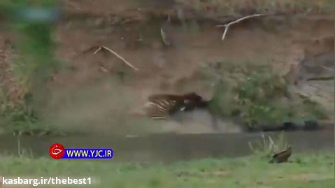 صحنه نادر از دزدی تمساح گرسنه از شیر جنگل در حیات وحشی