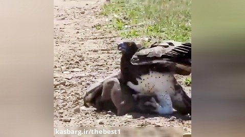شکار وحشتناک گراز به وسیله عقاب - حیات وحش آفریقا