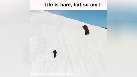صحنه های شگفت انگیز تلاش یک بچه خرس برای بالارفتن روی برف