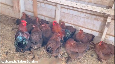 باغبانی با صابر: انفجار خاک با کود مرغی و کود کبوتری