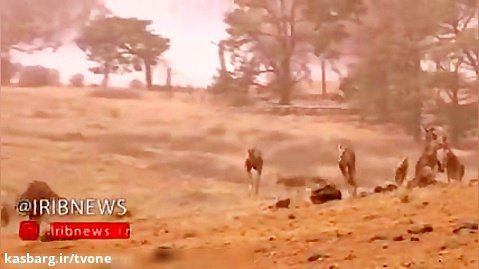 تصاویری از فرار کانگوروها از آتش سوزی در استرالیا