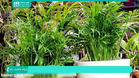 پرورش گیاهان آپارتمانی-بامبو