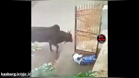 حمله ناگهانی و مرگبار گاو به پیرمرد