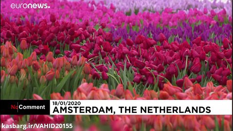 روز ملی لاله در هلند برگزار شد! زیبا ترین گل و لاله ها