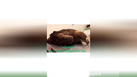 معاینه عقاب مصدوم در بیمارستان دامپزشکی درین