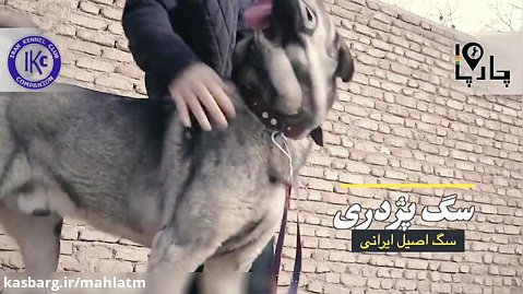 سگ اصیل ایرانی پژدر کردستان