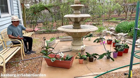 باغبانی با صابر: مهربانی با طبیعت، تبریک بهار به گلهای ارکیده