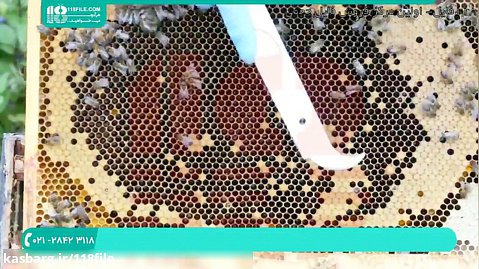 فیلم زنبور داری | زنبورداری ( بازرسی برای تشخیص بیماری )28423118-021